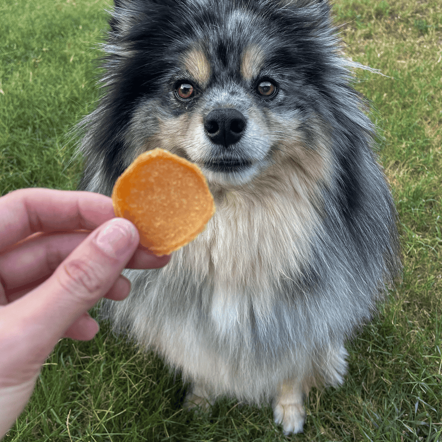 Our Woof-tastic treats