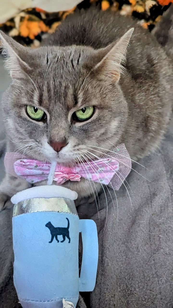 PUPROAR Kitty Cup Cat Toy | Cute Catnip & Crinkle Plush Cat Toy