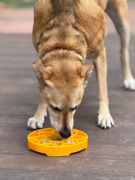 Sunflower eTray Slow Feeder Bowl