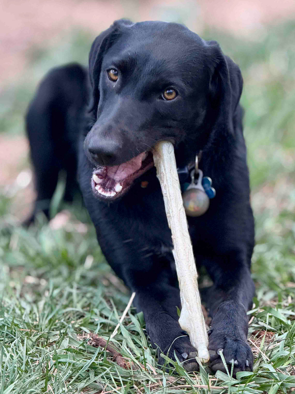 Durable Nylon Chew Stick