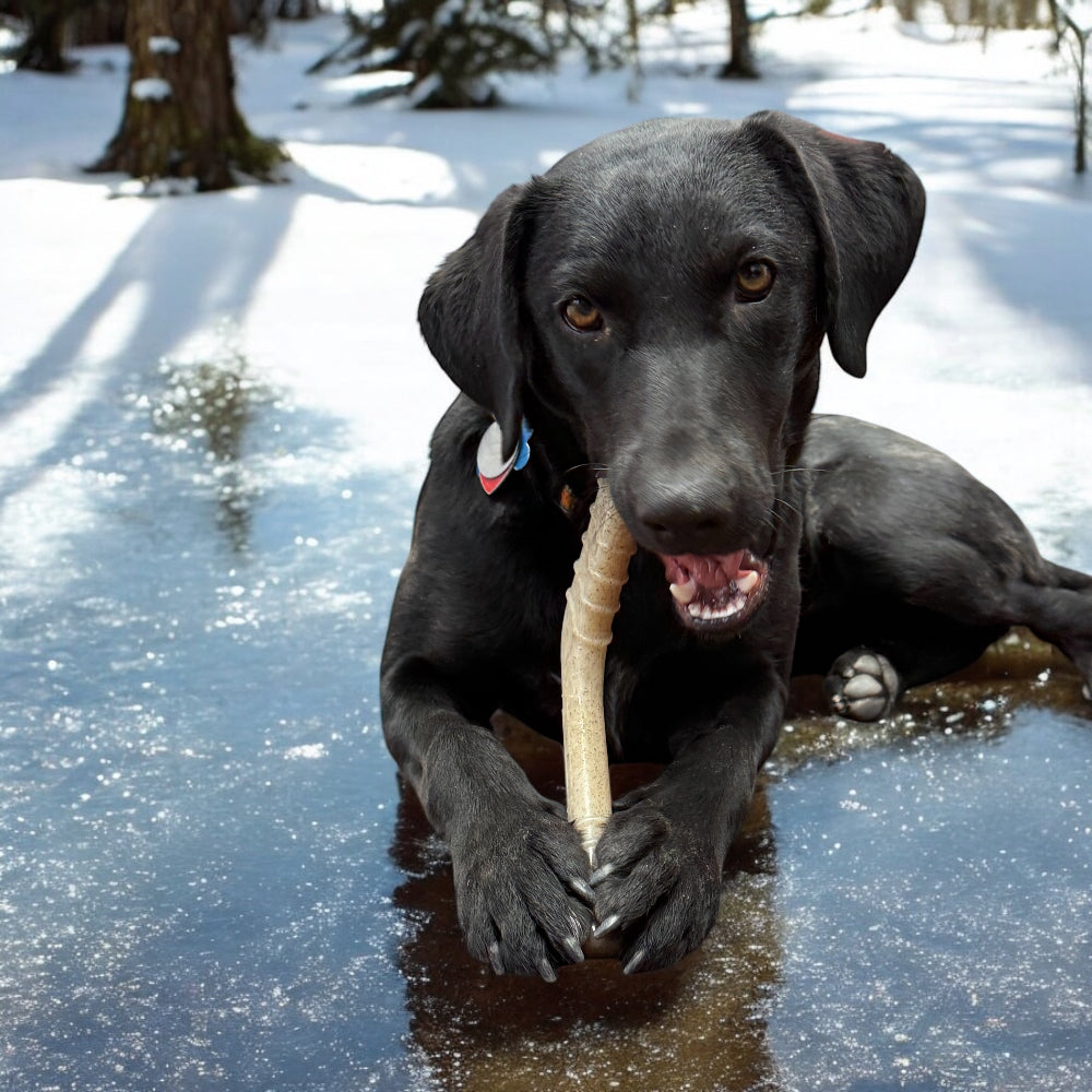 Hockey Stick Nylon Chew Toy
