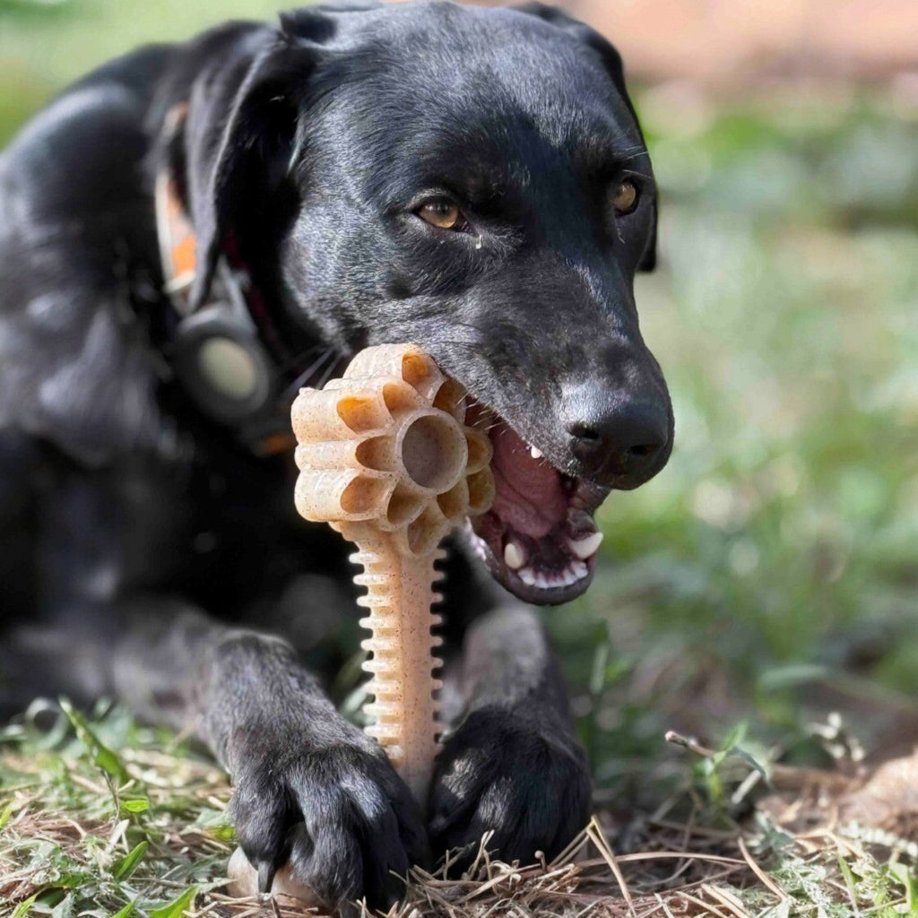 Honey Bone Dental Flower Tower Nylon Chew Toy XL