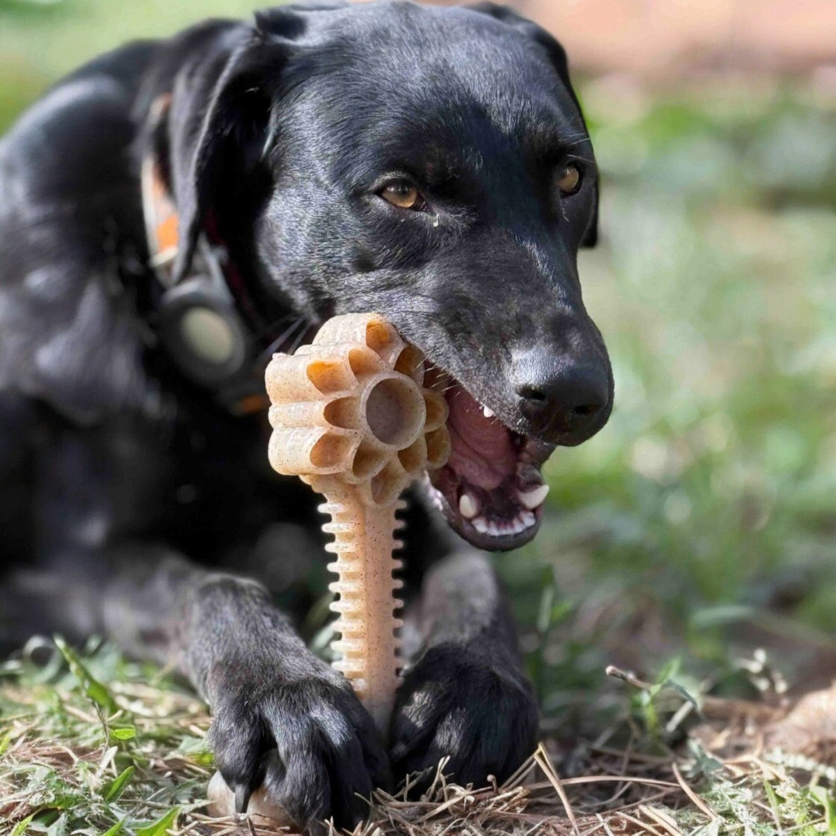 Honey Bone Dental Flower Tower Nylon Chew Toy XL
