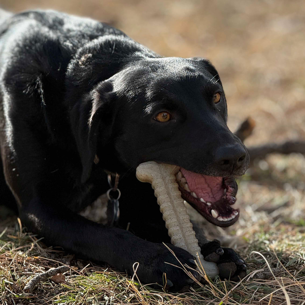 Tough Bone Nylon Chew Toy