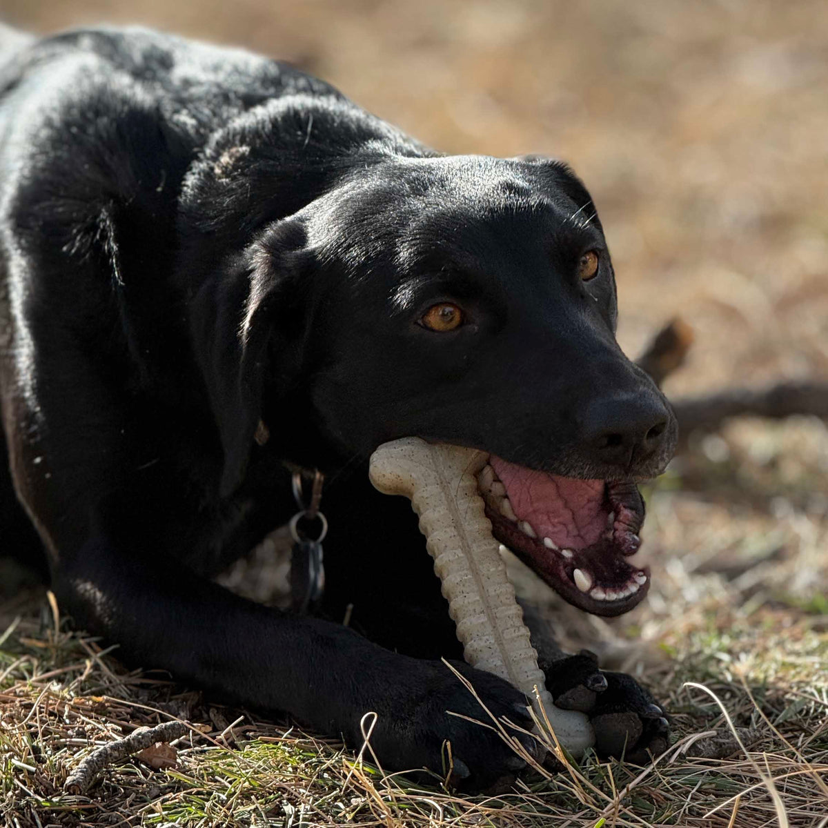 Tough Bone Nylon Chew Toy