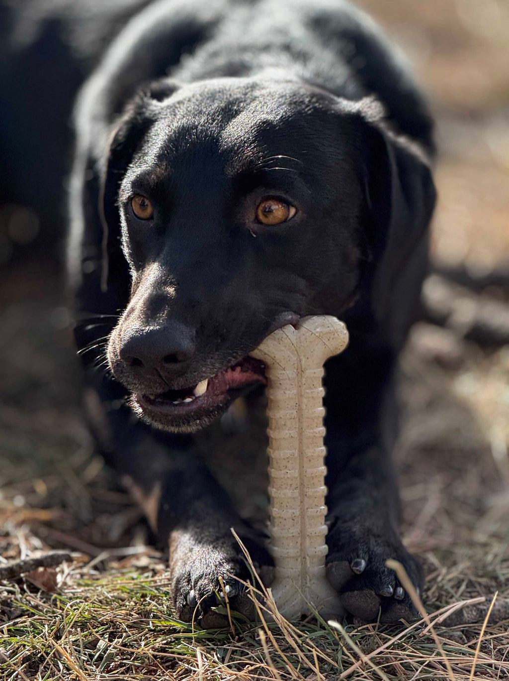 Tough Bone Nylon Chew Toy